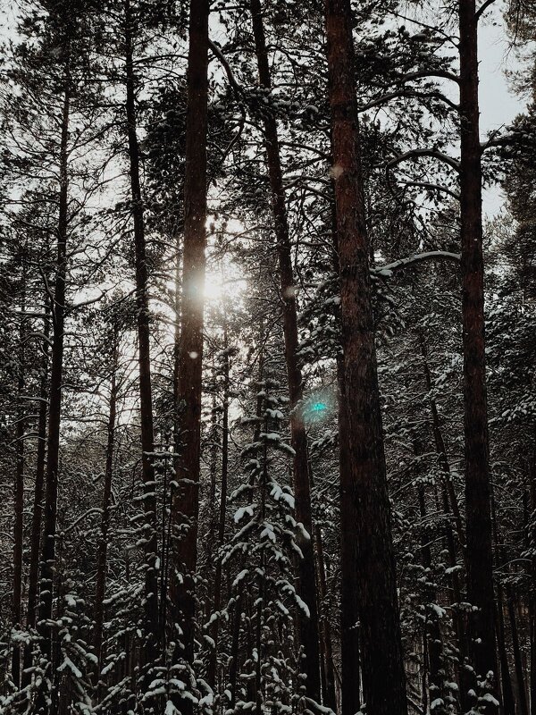 Солнце в сосновом бору - Георгиевич Солнце в сосновом бору - Георгиевич