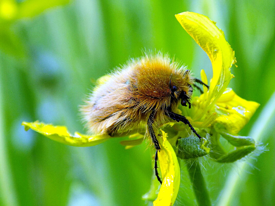 Хрущик-лисичка - Константин Штарк Хрущик-лисичка - Константин Штарк