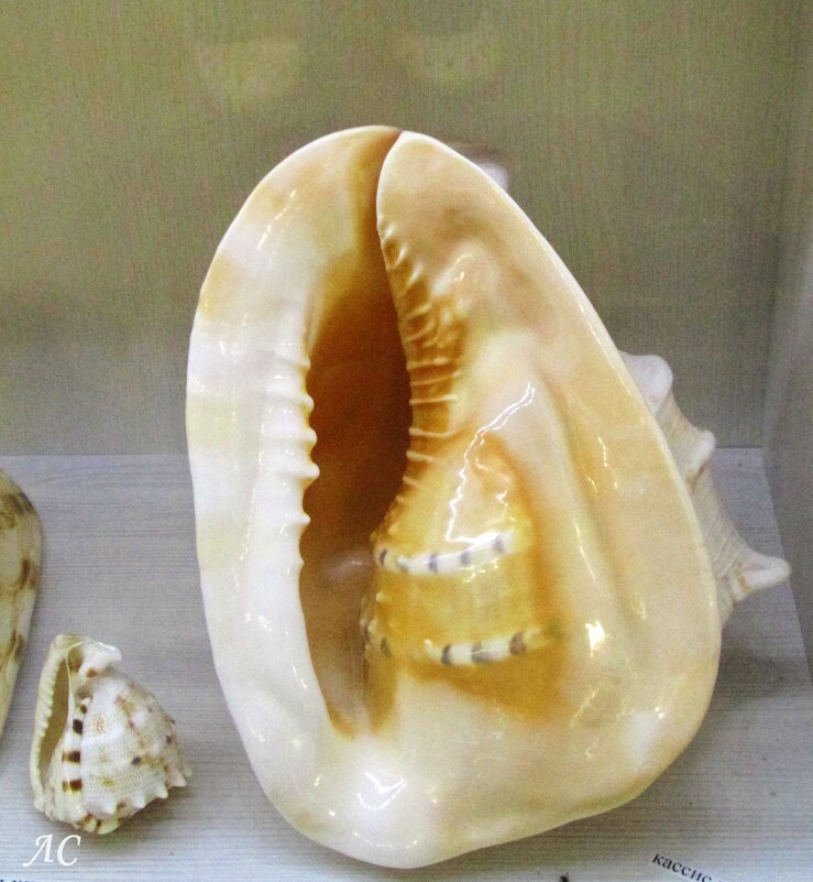 Ракушка Кассис корнута - Любовь Сахарова Ракушка Кассис корнута - Любовь Сахарова