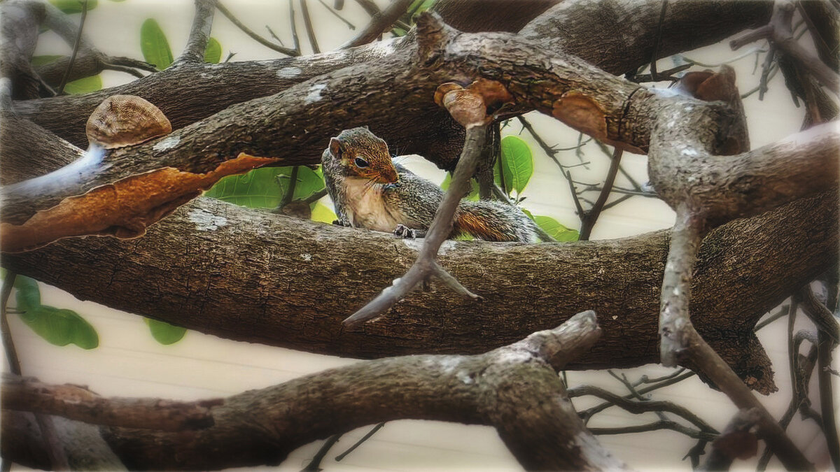 Белка - AZ east3