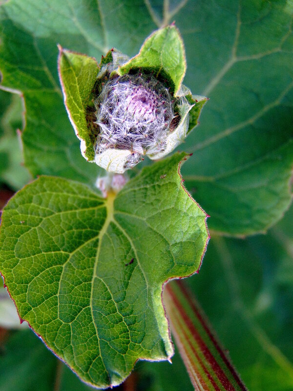 Юный лопушок. - nadyasilyuk Вознюк