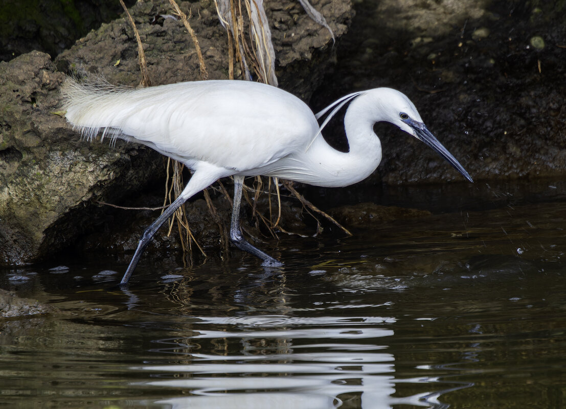 Малая белая цапля. - Alexander Amromin