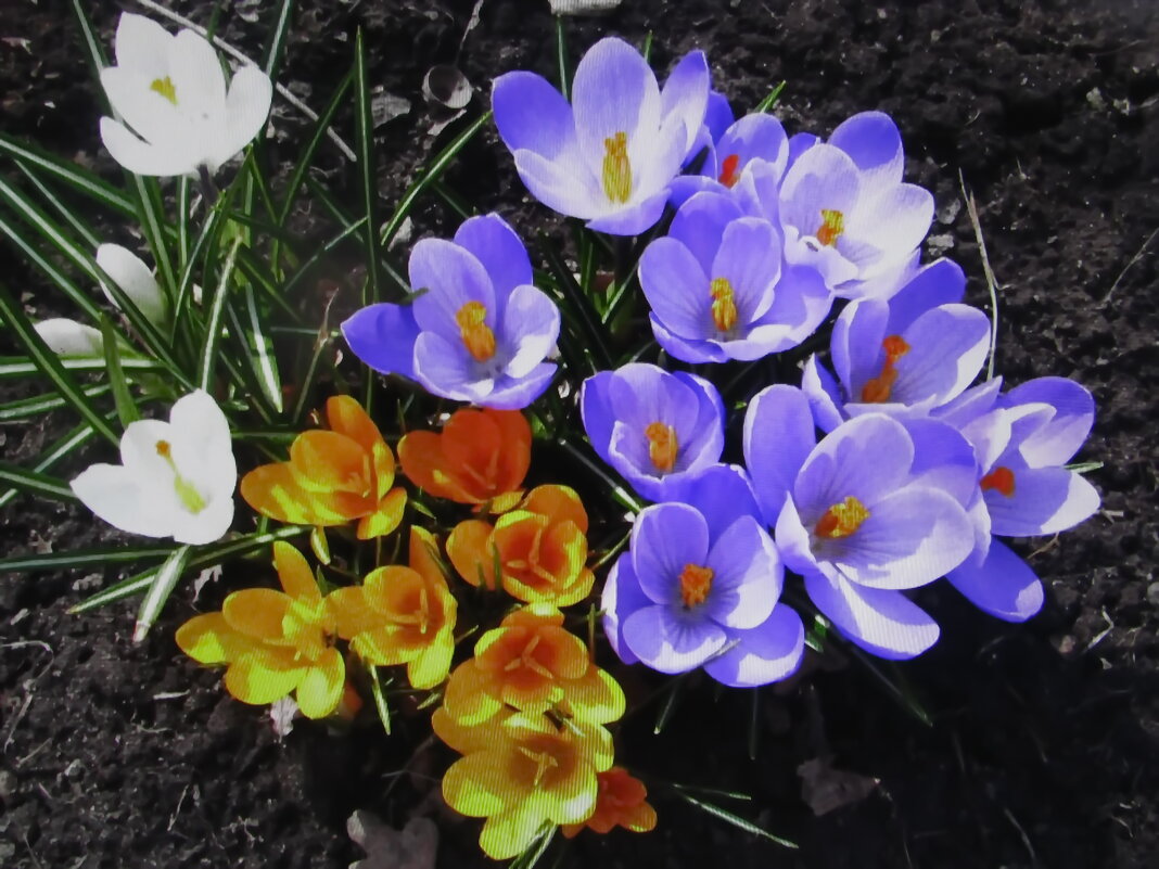 Красота в саду - Людмила Смородинская Красота в саду - Людмила Смородинская