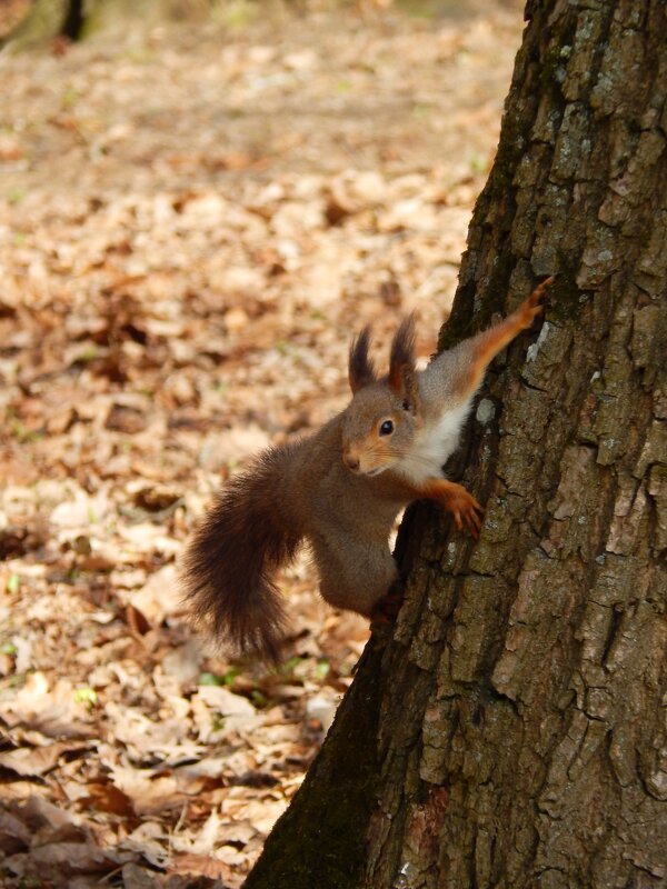 Белка - Юлия Голикова