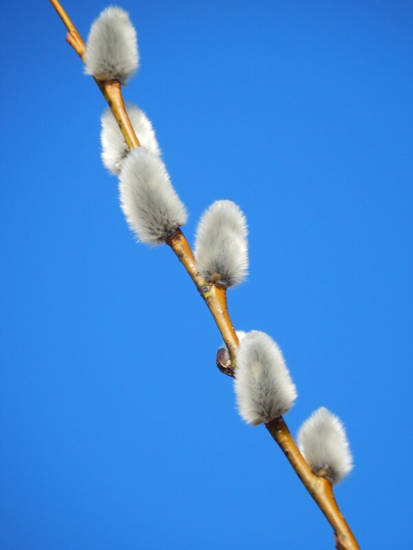 Верба - Юлия Голикова