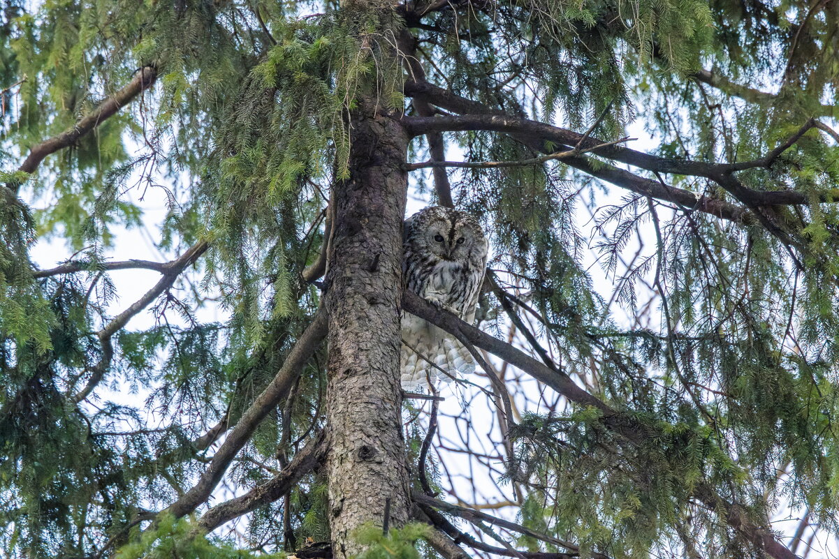 серая неясыть - юрий макаров