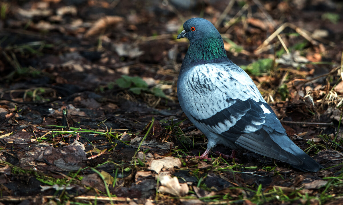 *** - Владимир Безбородов