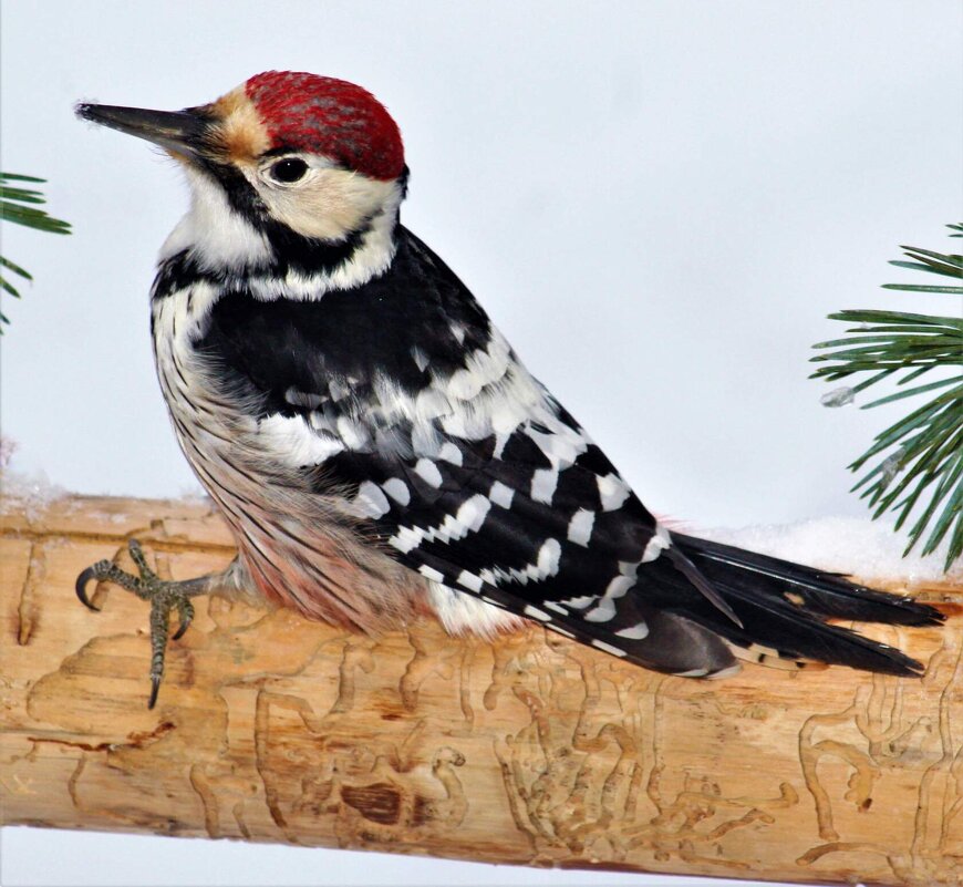 Белоспинный дятел - Ольга Митрофанова