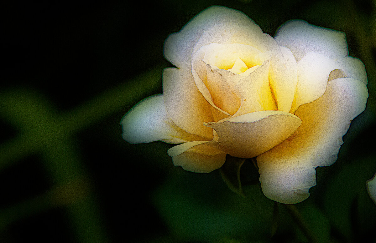 Розочка - Владимир Кроливец Розочка - Владимир Кроливец