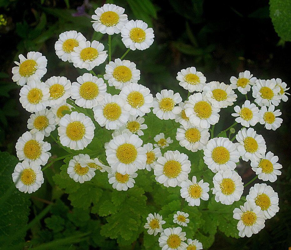 Летний интерьер - Елена Семигина Летний интерьер - Елена Семигина