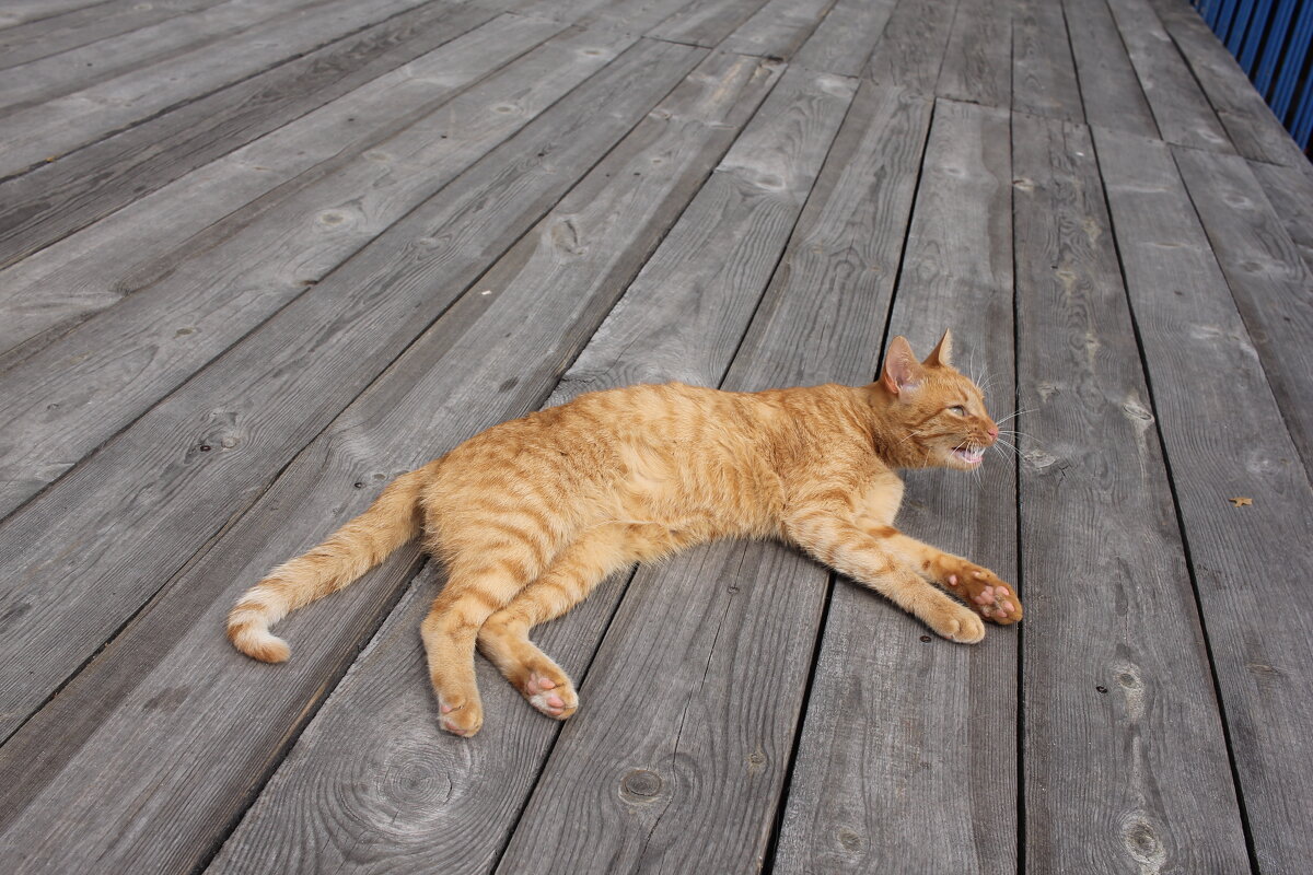 Кто мешает загорать? - Александр Рябчиков Кто мешает загорать? - Александр Рябчиков