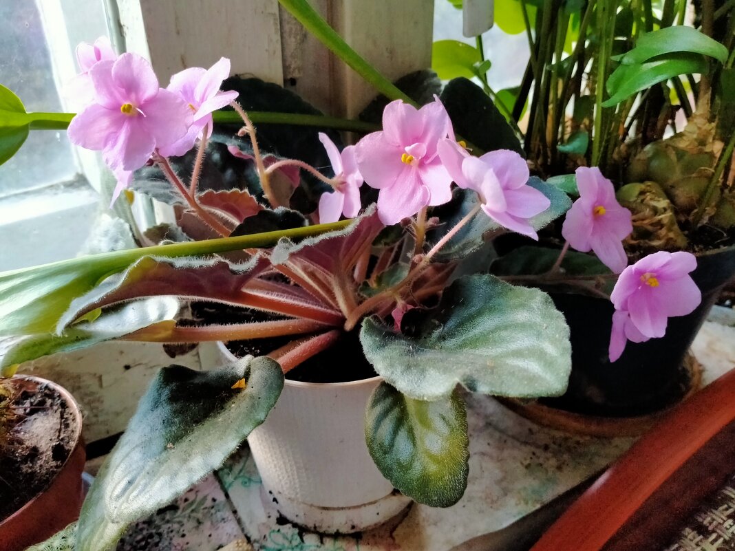 Сенполии - Александр Рябчиков Сенполии - Александр Рябчиков