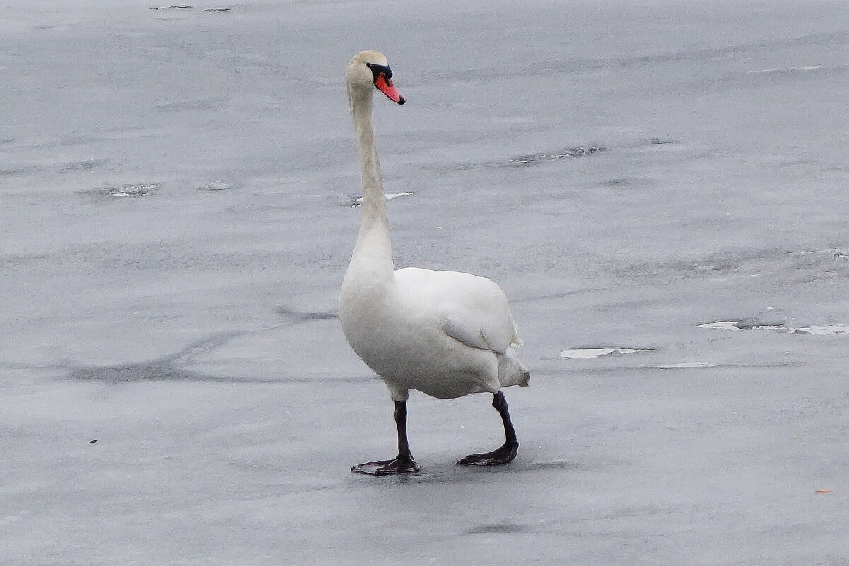 Одинокий лебедь - Рита Симонова Одинокий лебедь - Рита Симонова