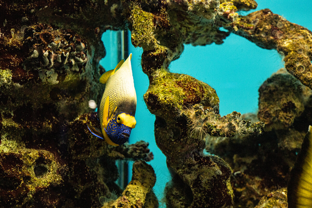 А вот кто-то похожий на Дори) - Анастасия Фотографовна А вот кто-то похожий на Дори) - Анастасия Фотографовна