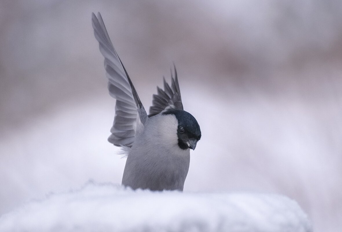 Снегирь - Марина Фомина. Снегирь - Марина Фомина.