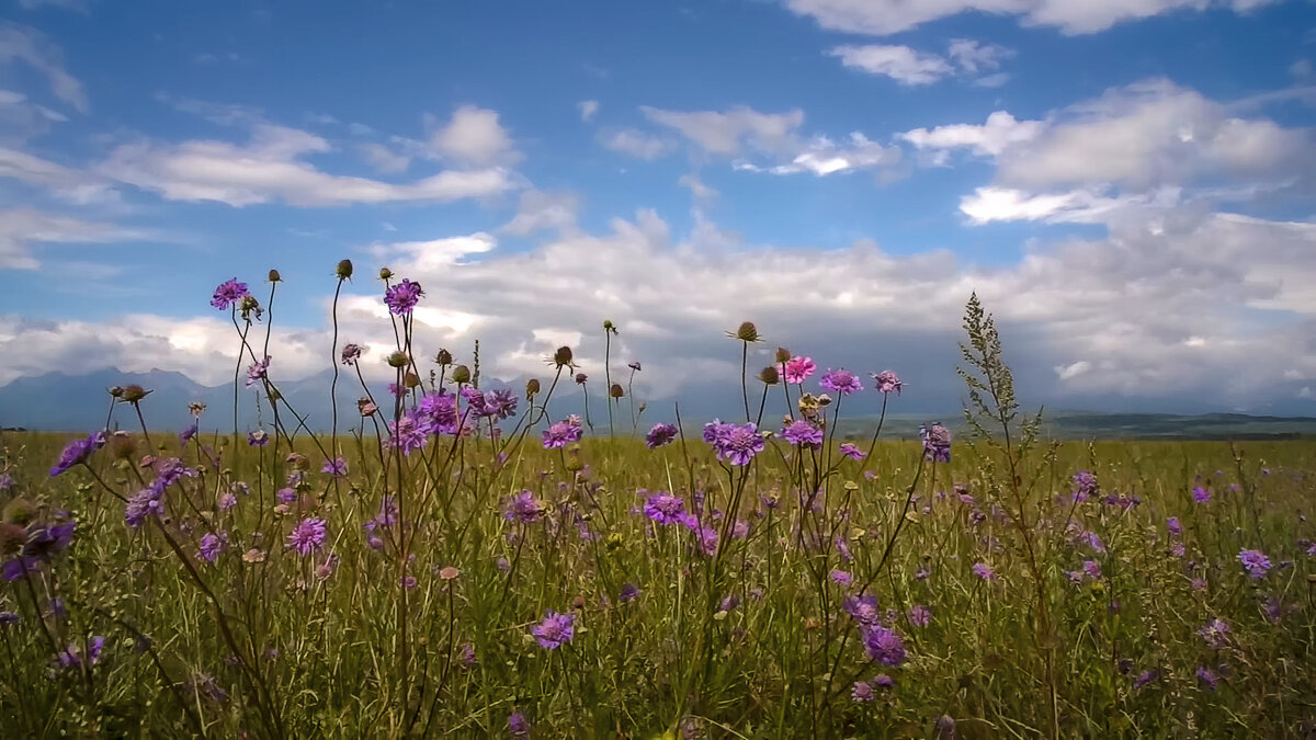 Полевые травы. - Aleksey Afonin