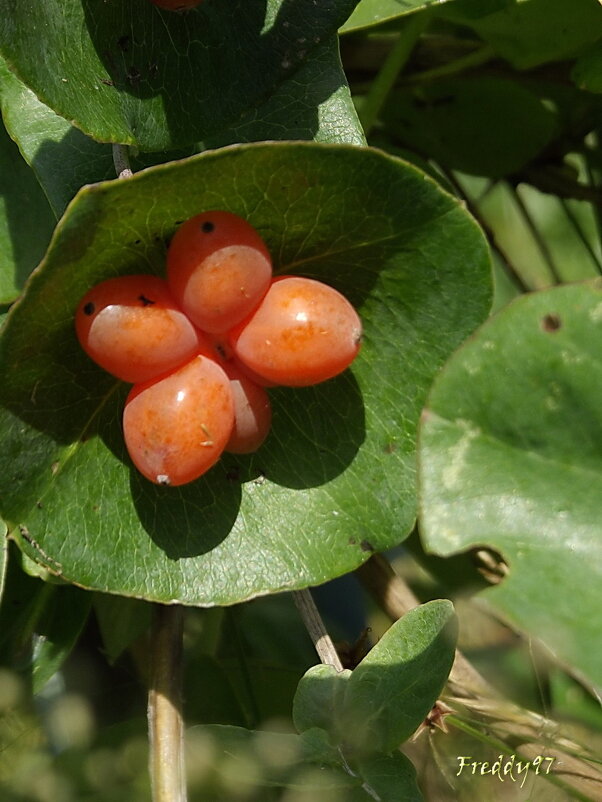 Каприфоль - Freddy 97