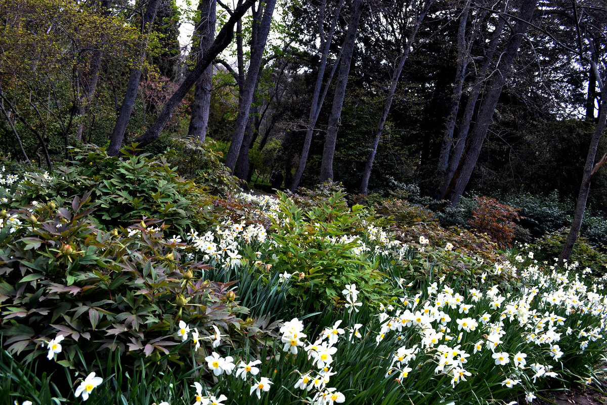 нарциссы в ботаническом саду - Ольга нарциссы в ботаническом саду - Ольга