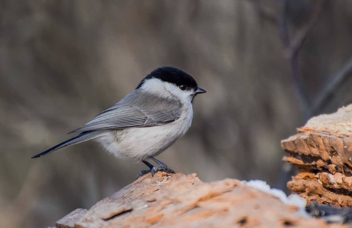 Пухлячок. - Sergey (Apg) Пухлячок. - Sergey (Apg)