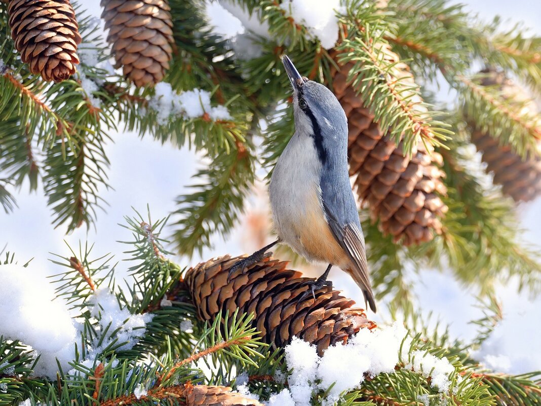 В зимнем лесу - Влад В зимнем лесу - Влад