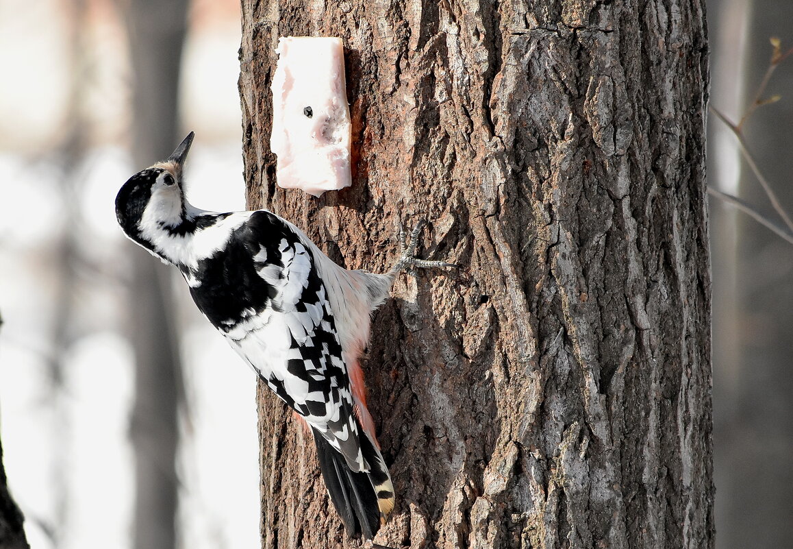 белоспинный дятел. - Алексей .