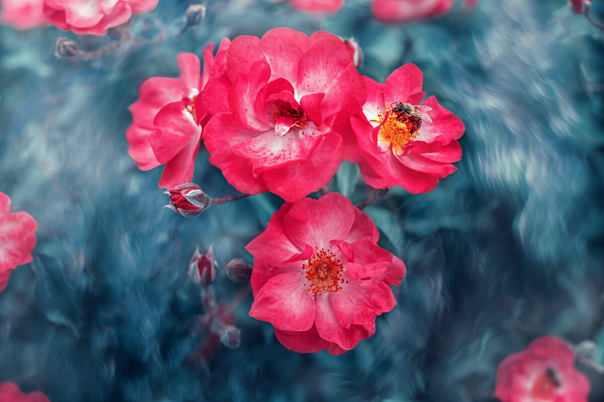 *** - Viktoria Anufrieva *** - Viktoria Anufrieva