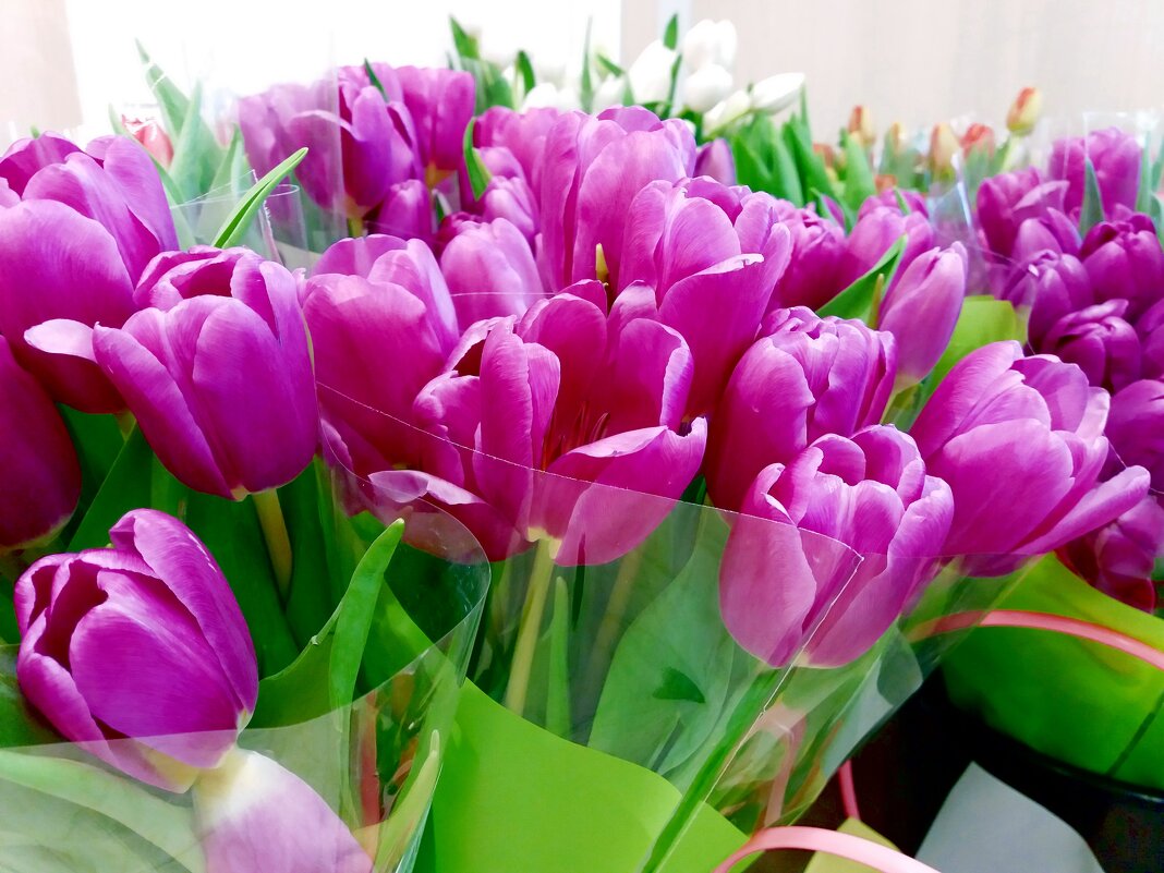 Тюльпаное изобилие - Galina Solovova Тюльпаное изобилие - Galina Solovova