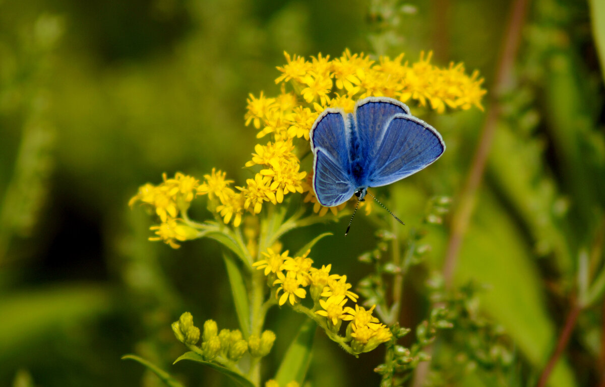 опять про бабочек 451 - Александр Прокудин