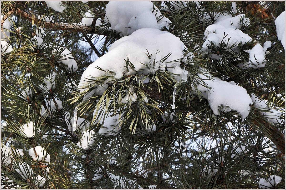 Таяние... - Aquarius - Сергей Таяние... - Aquarius - Сергей