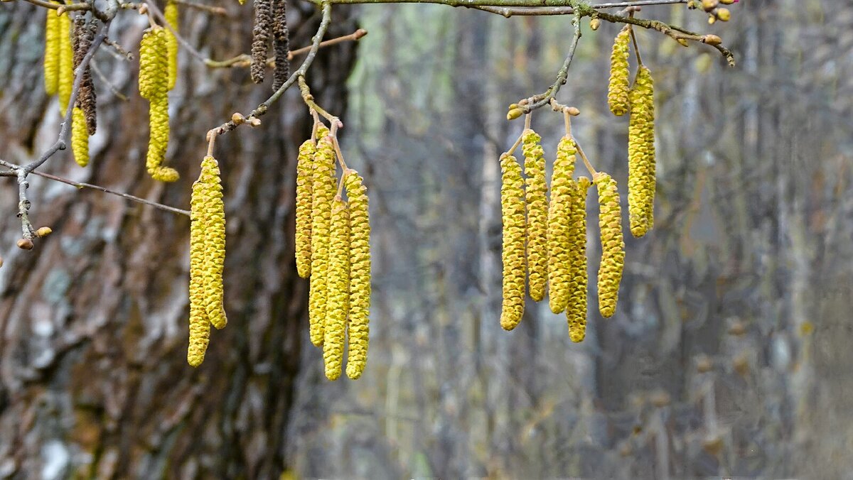 Картинка весны - Милешкин Владимир Алексеевич Картинка весны - Милешкин Владимир Алексеевич