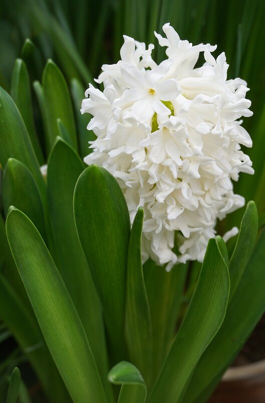 " Репетиция весны" - Ольга " Репетиция весны" - Ольга