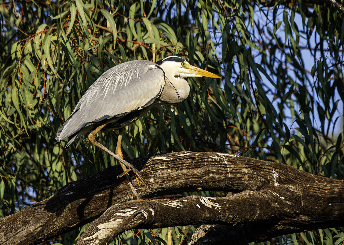 Большая голубая цапля. - Alexander Amromin Большая голубая цапля. - Alexander Amromin