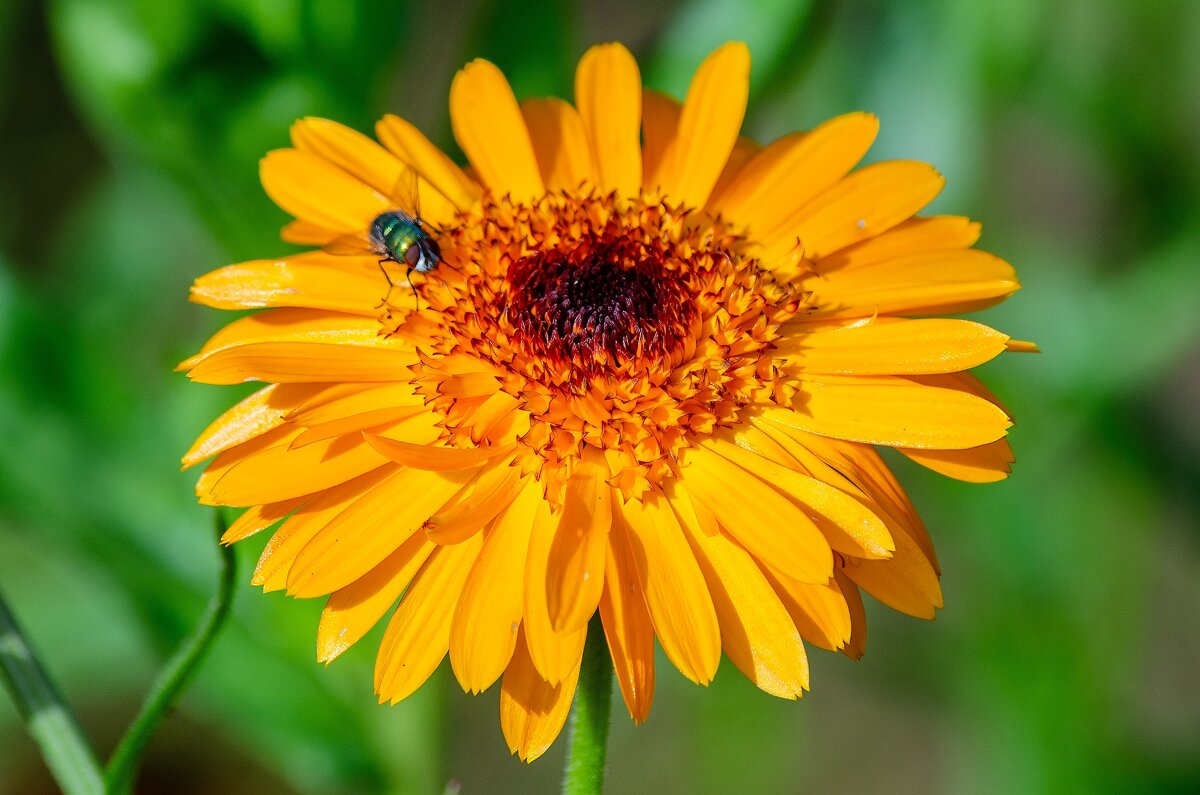 *** - Виктор Иванович Чернюк *** - Виктор Иванович Чернюк