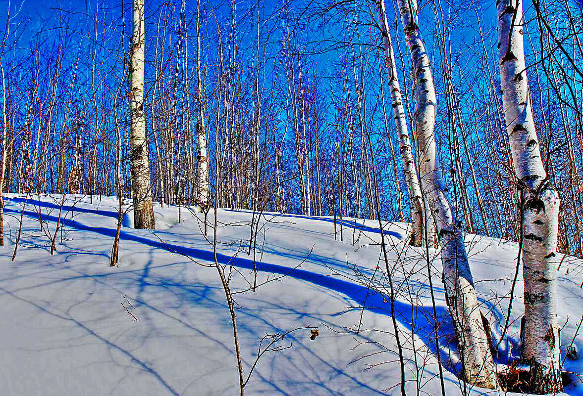 Февраль...Солнечный пригорок с березами! - Владимир 