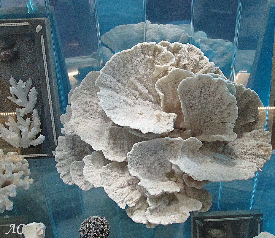 Монтипора листовидная - Любовь Сахарова Монтипора листовидная - Любовь Сахарова