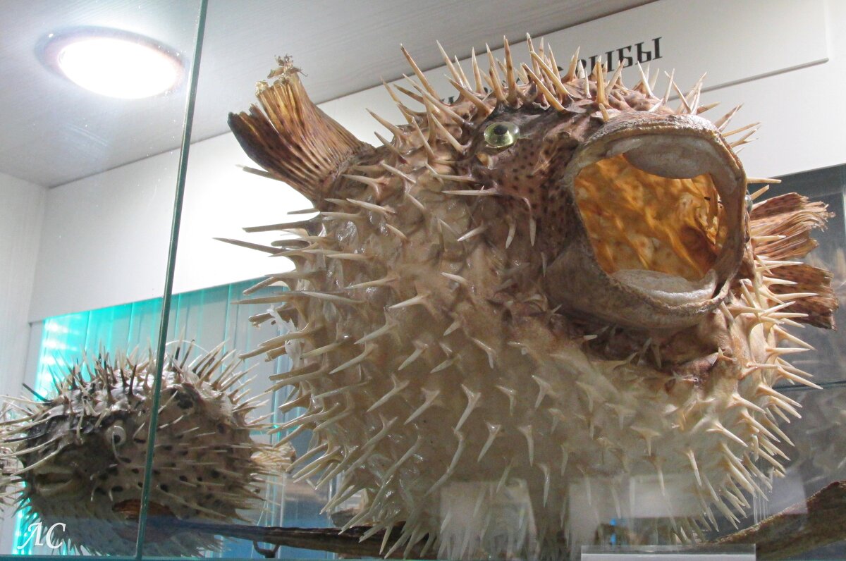 Морской ёж - Любовь Сахарова