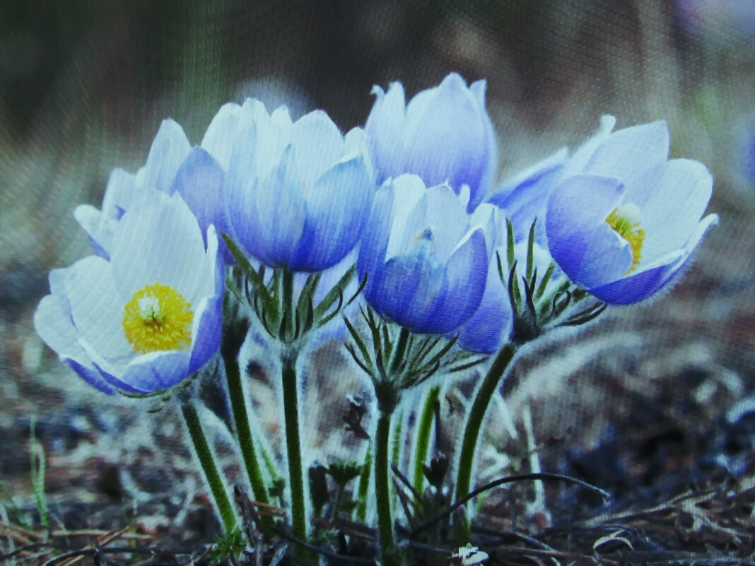 Нежная красота - Людмила Смородинская Нежная красота - Людмила Смородинская