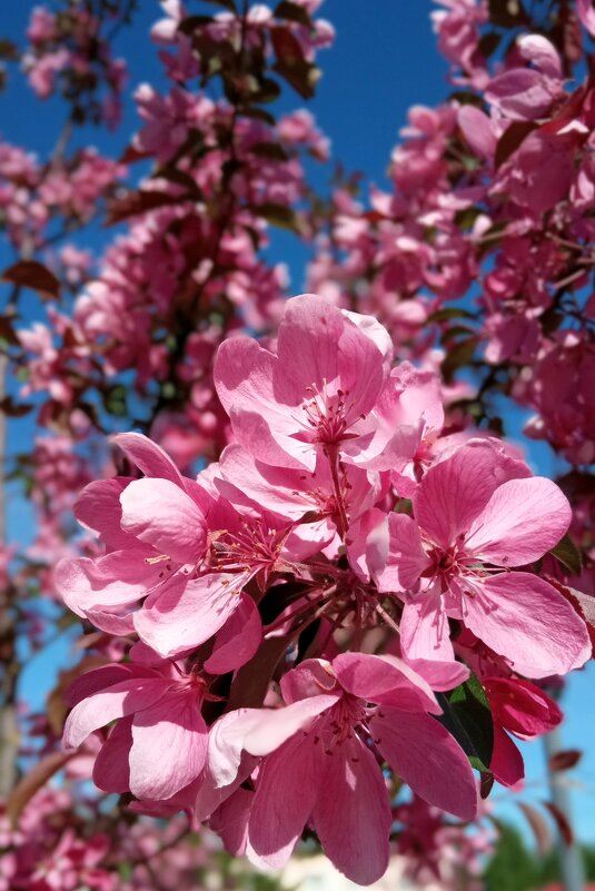 Цветущая яблоня - Юлия Голикова