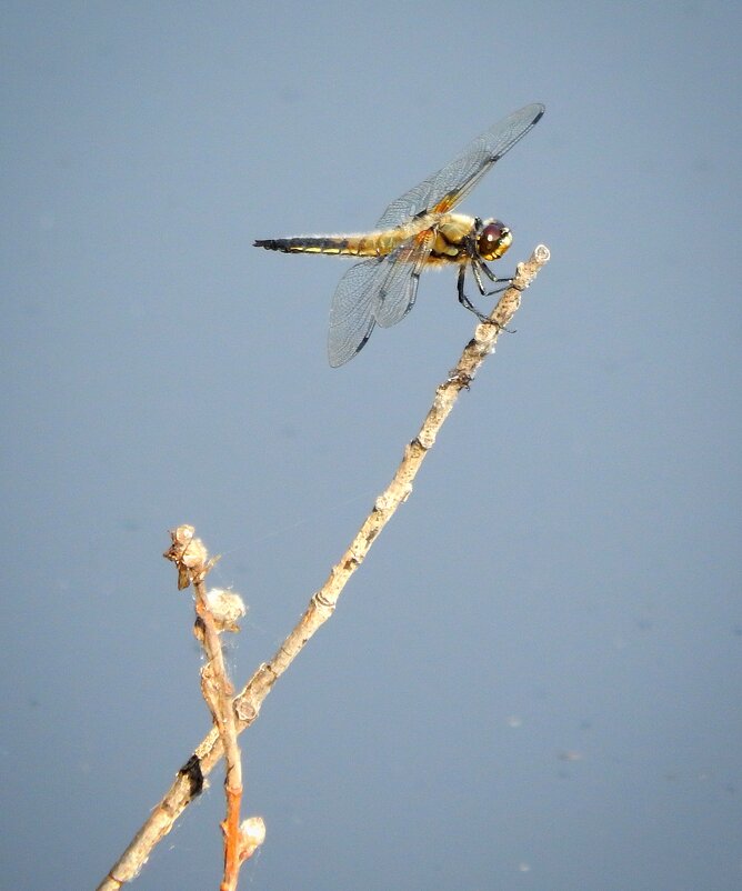 Стрекоза - Юлия Голикова