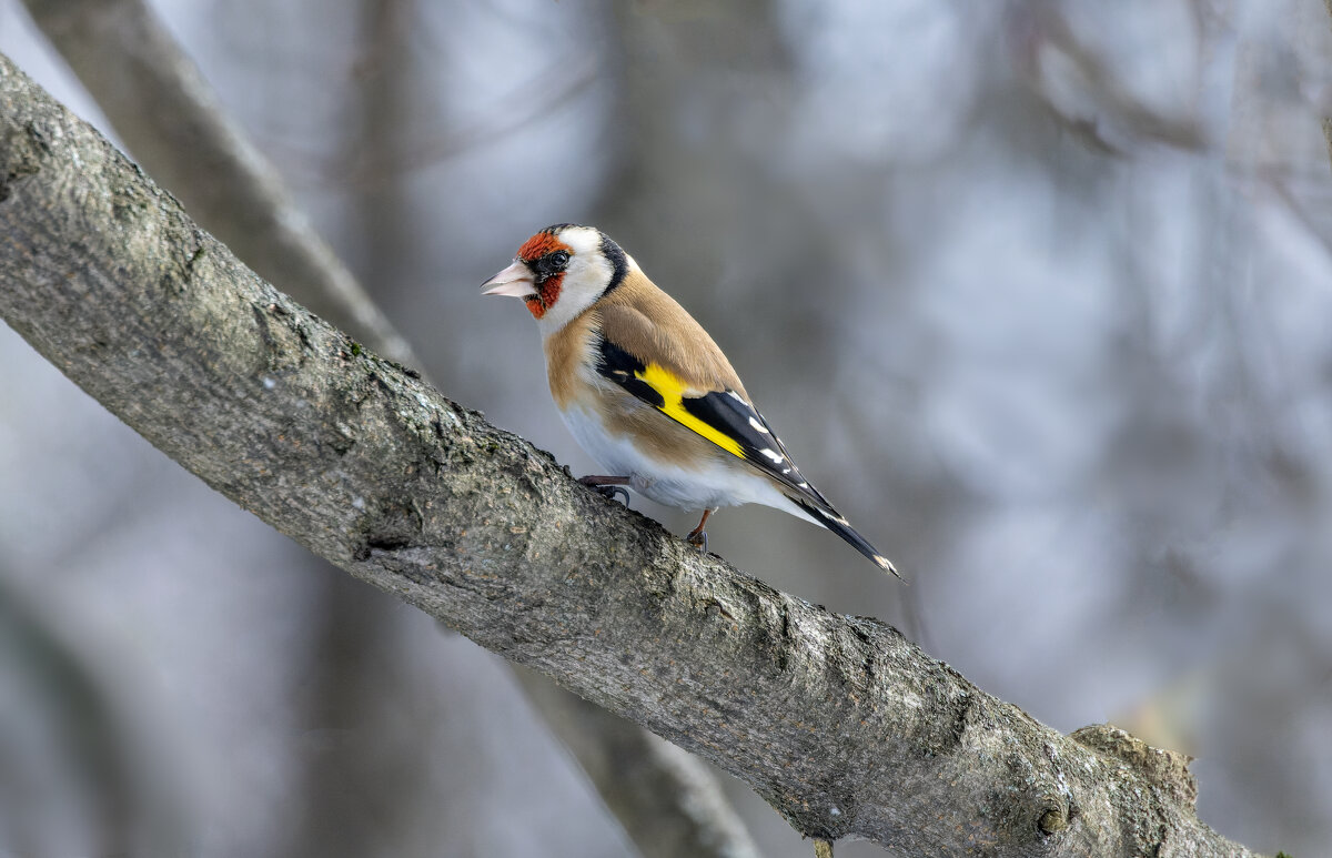 цегол. - юрий макаров цегол. - юрий макаров