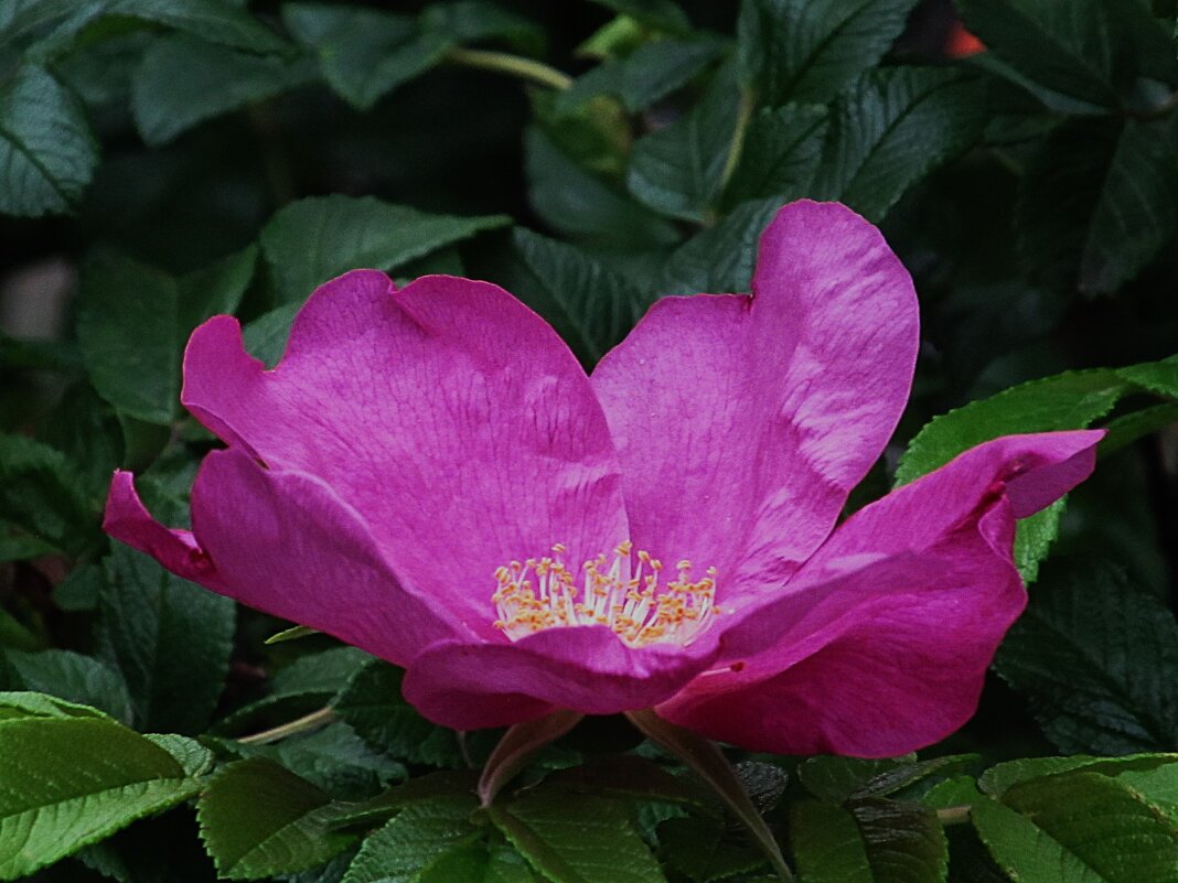 шиповник - Елена Шаламова шиповник - Елена Шаламова