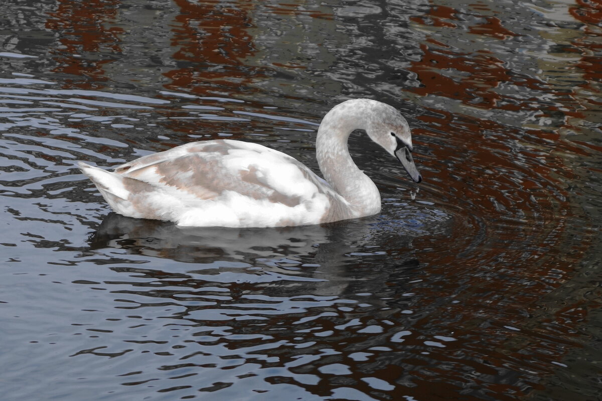 Молодой лебедь - Рита Симонова Молодой лебедь - Рита Симонова