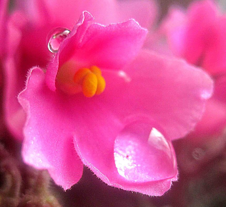 Фиалка - Елена Семигина Фиалка - Елена Семигина