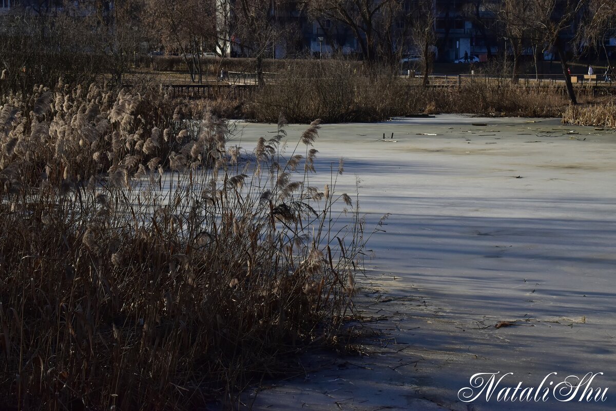 На пруду. - Наталья Вязигина