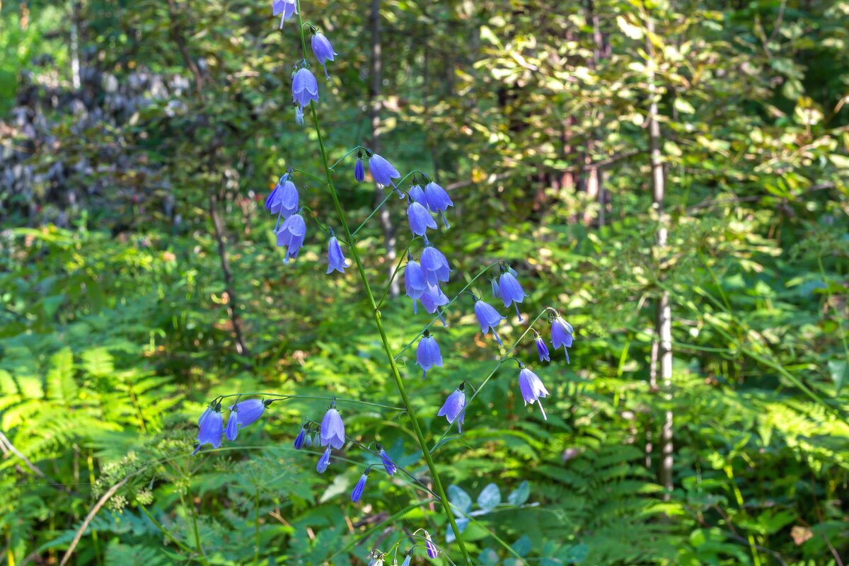 Краски лета. Колокольчики. - Алексей Трухин