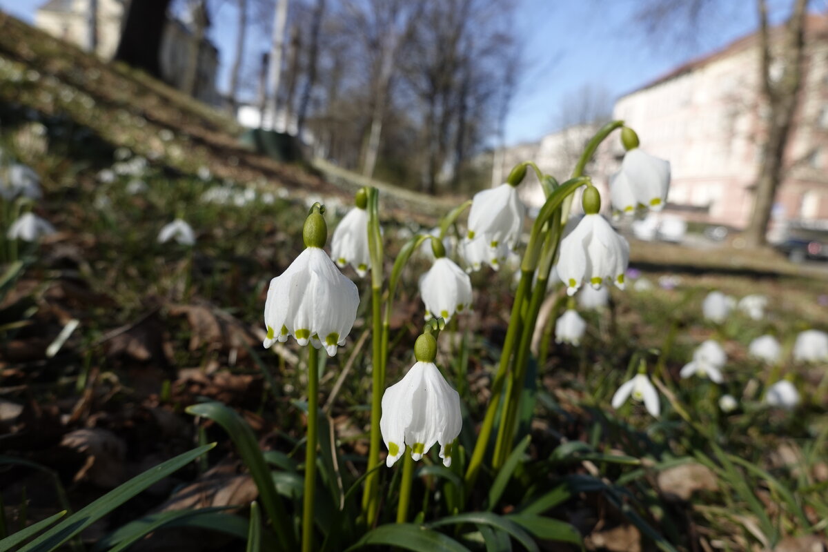 Весна в городе...Аугсбург... - Галина Весна в городе...Аугсбург... - Галина