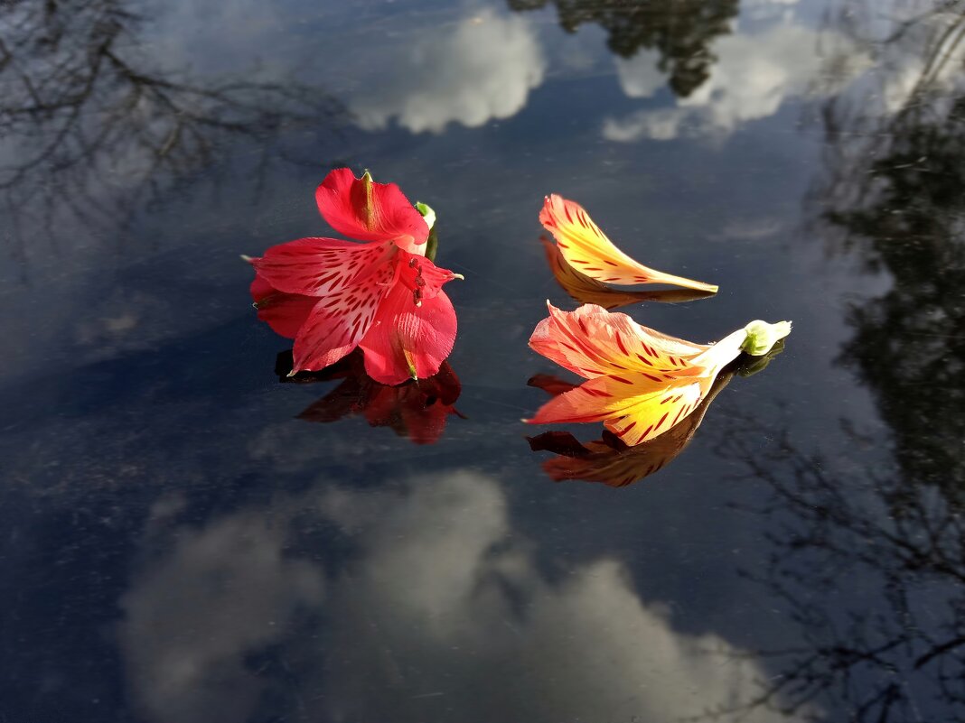 К нам пробирается весна! - veilins veilins