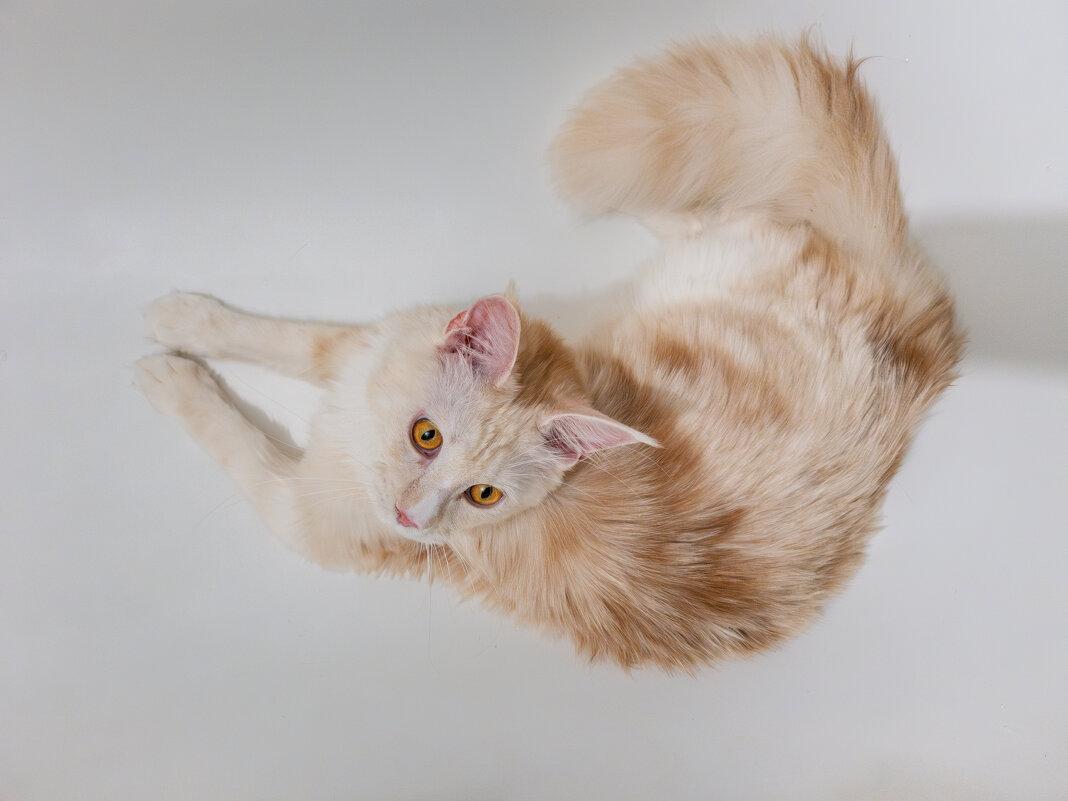 Эльза в ванной. - Борис Калитенко