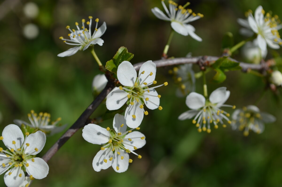 ,,, - Сергей Тимоновский