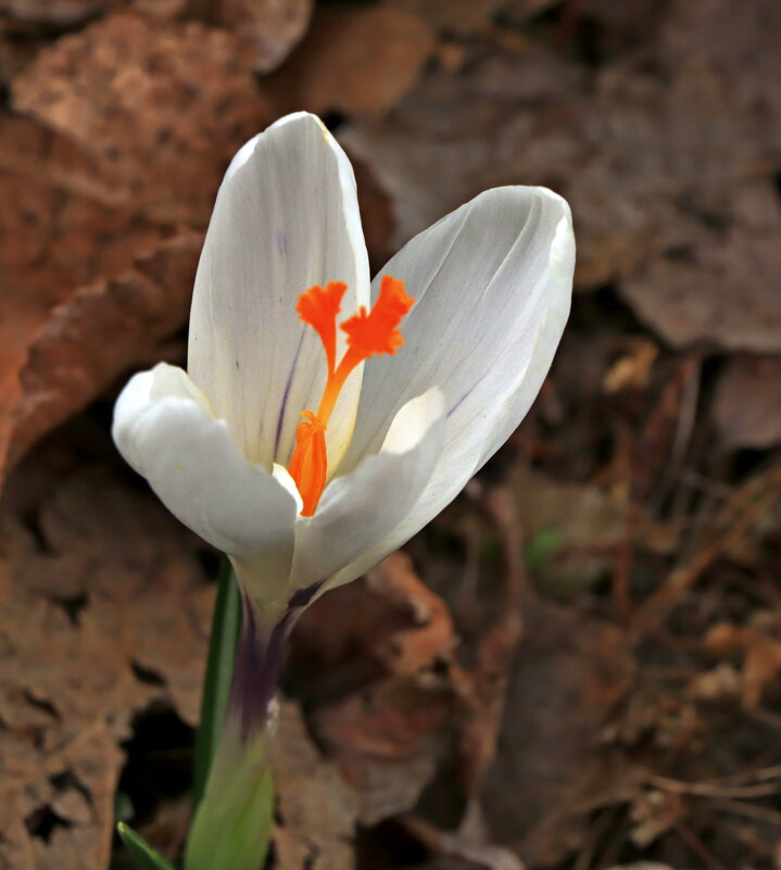 крокус - Игорь Kуленко